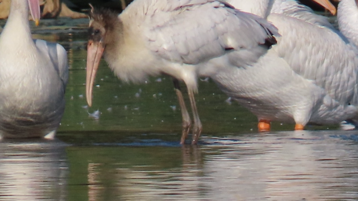 Wood Stork - ML623911388