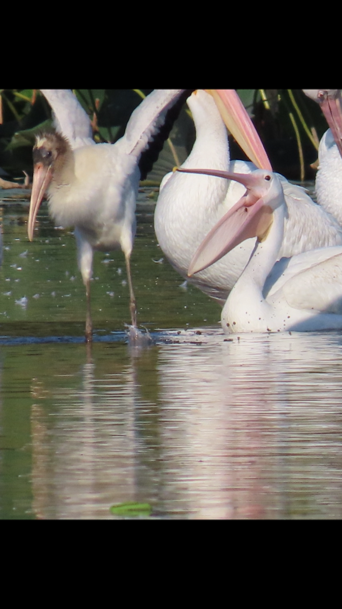 Wood Stork - ML623911389