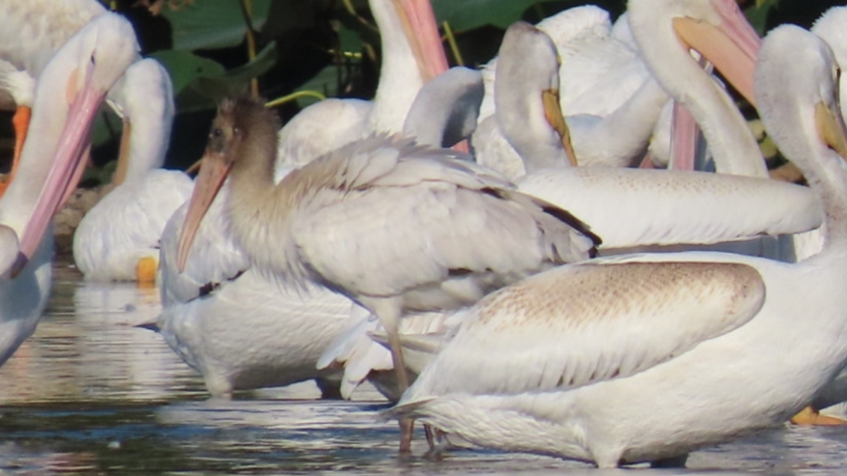 Wood Stork - ML623911390