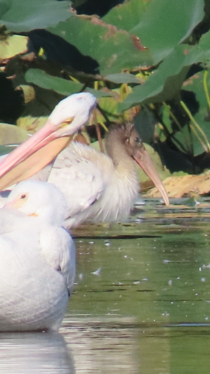 Wood Stork - ML623911391