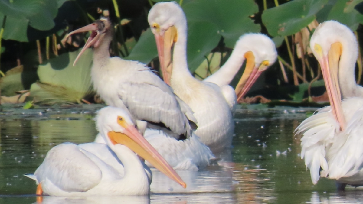 Wood Stork - ML623911392