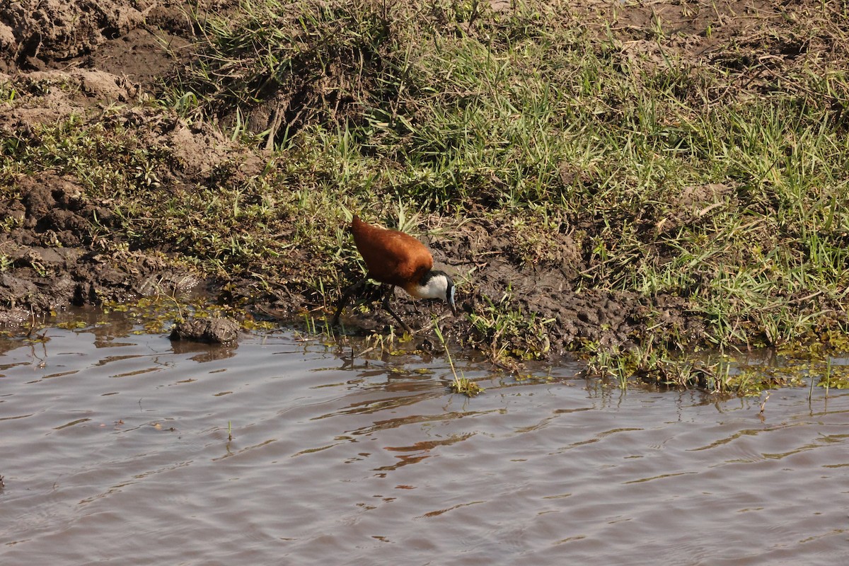 African Jacana - ML623911400