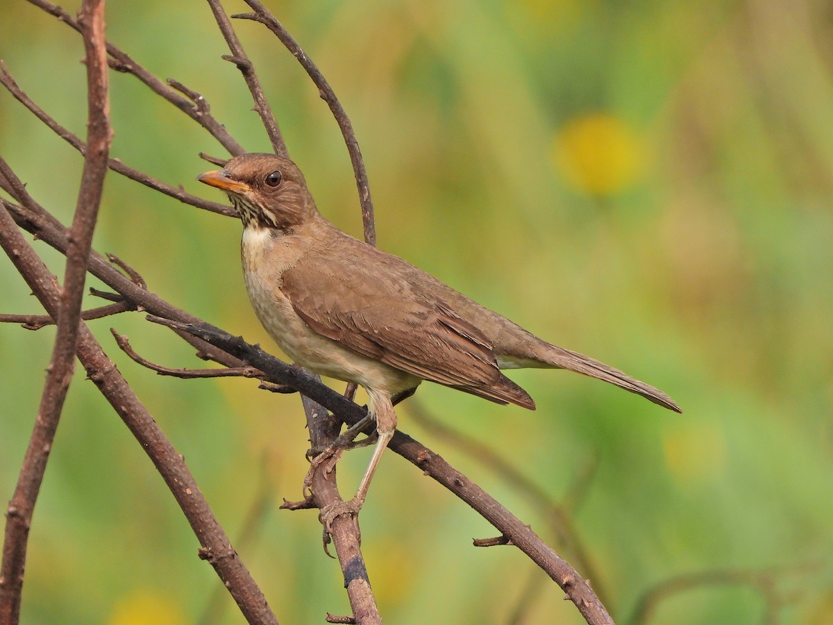 Creamy-bellied Thrush - ML623911401