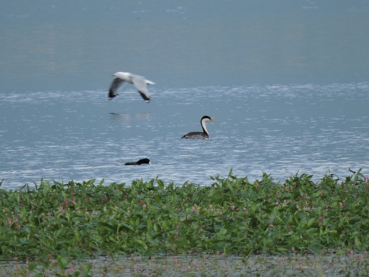 Western Grebe - Adam Nelson