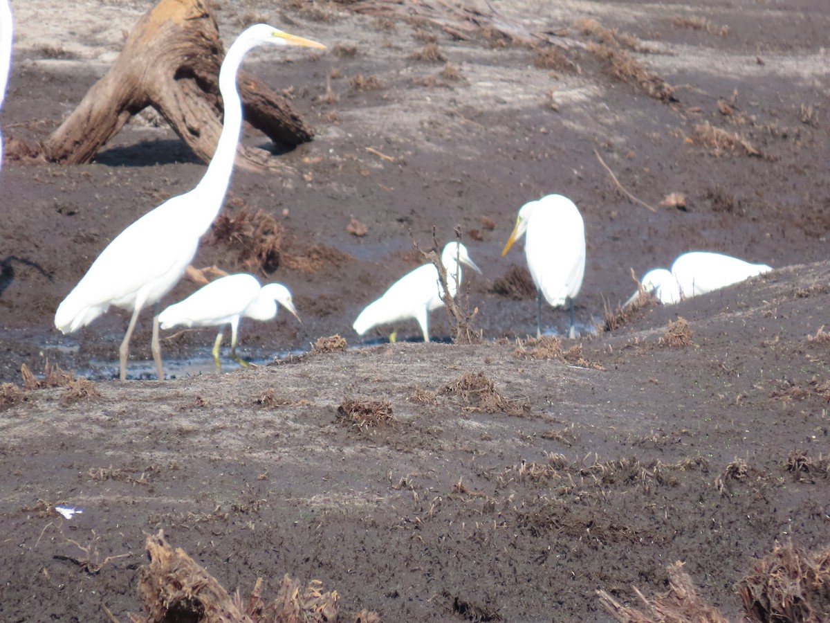 Little Blue Heron - Larry Zirlin