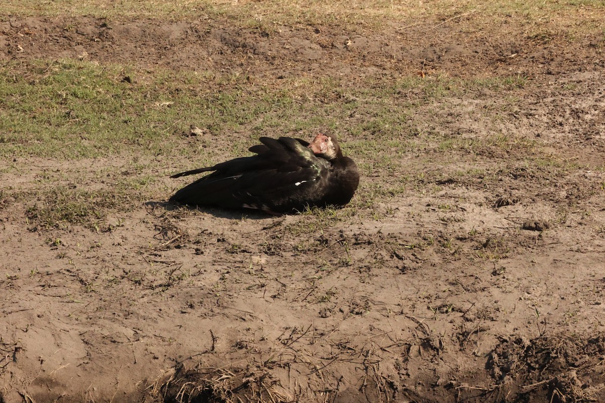 Spur-winged Goose - ML623911415