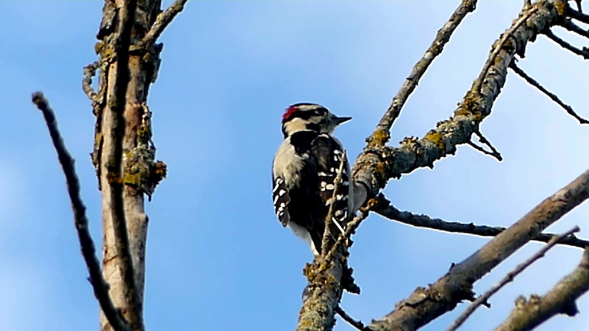 Downy Woodpecker - ML623911422