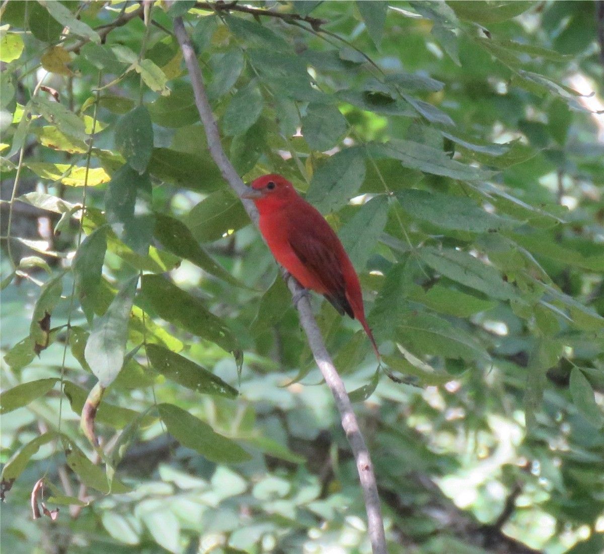 Summer Tanager - ML623911424