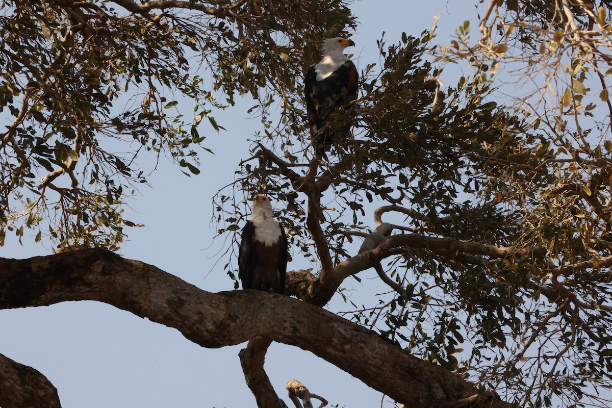 African Fish-Eagle - ML623911425