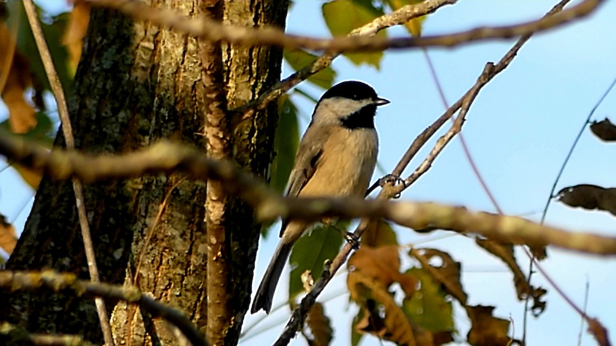 Carolina Chickadee - ML623911427