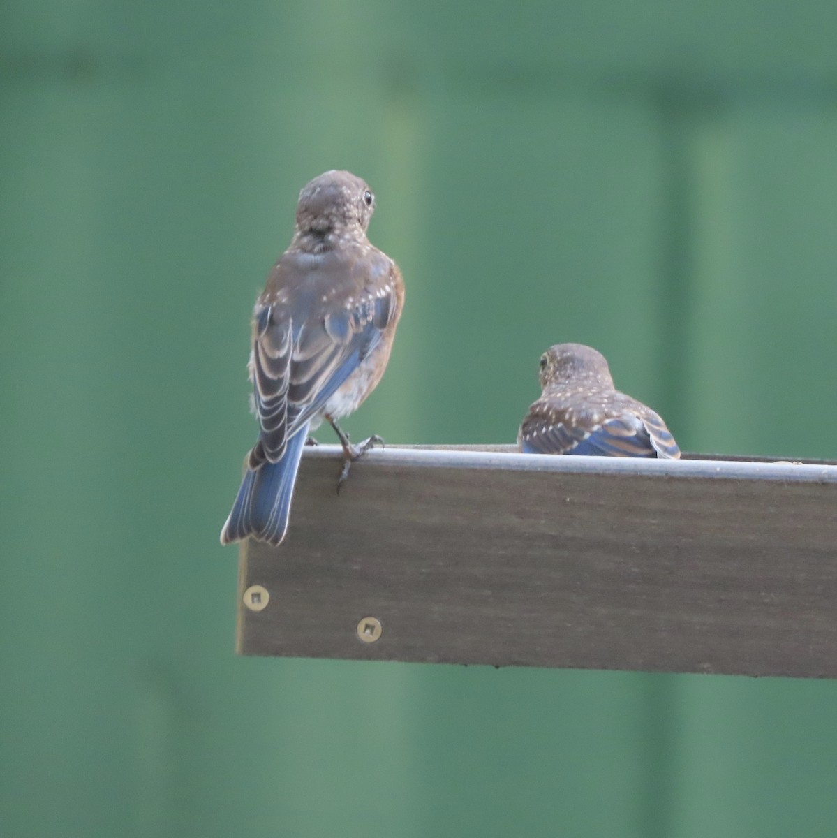 Eastern Bluebird - ML623911437