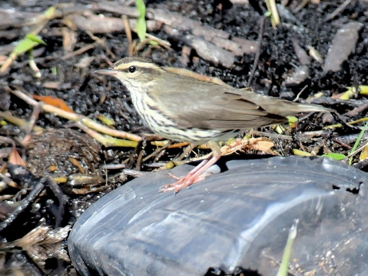 Northern Waterthrush - Jeff Bouton