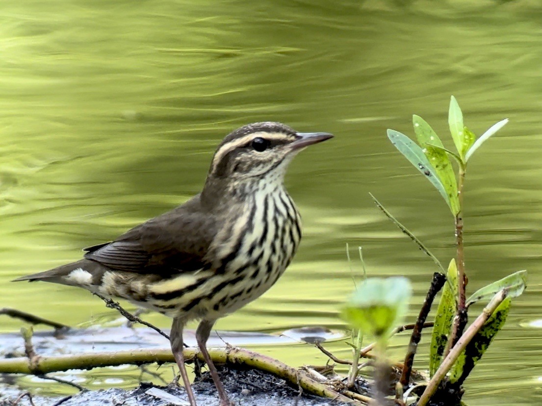 Northern Waterthrush - ML623911439