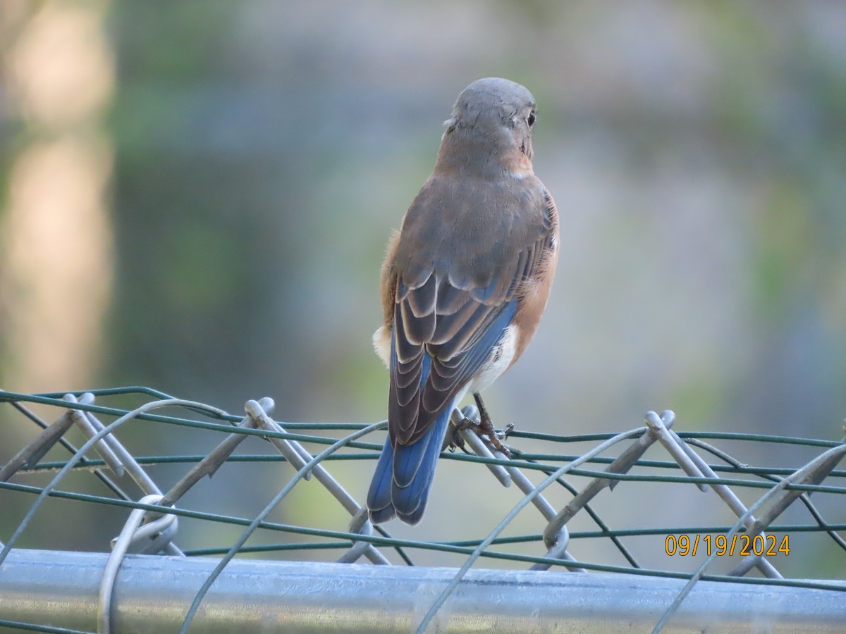 Eastern Bluebird - ML623911441