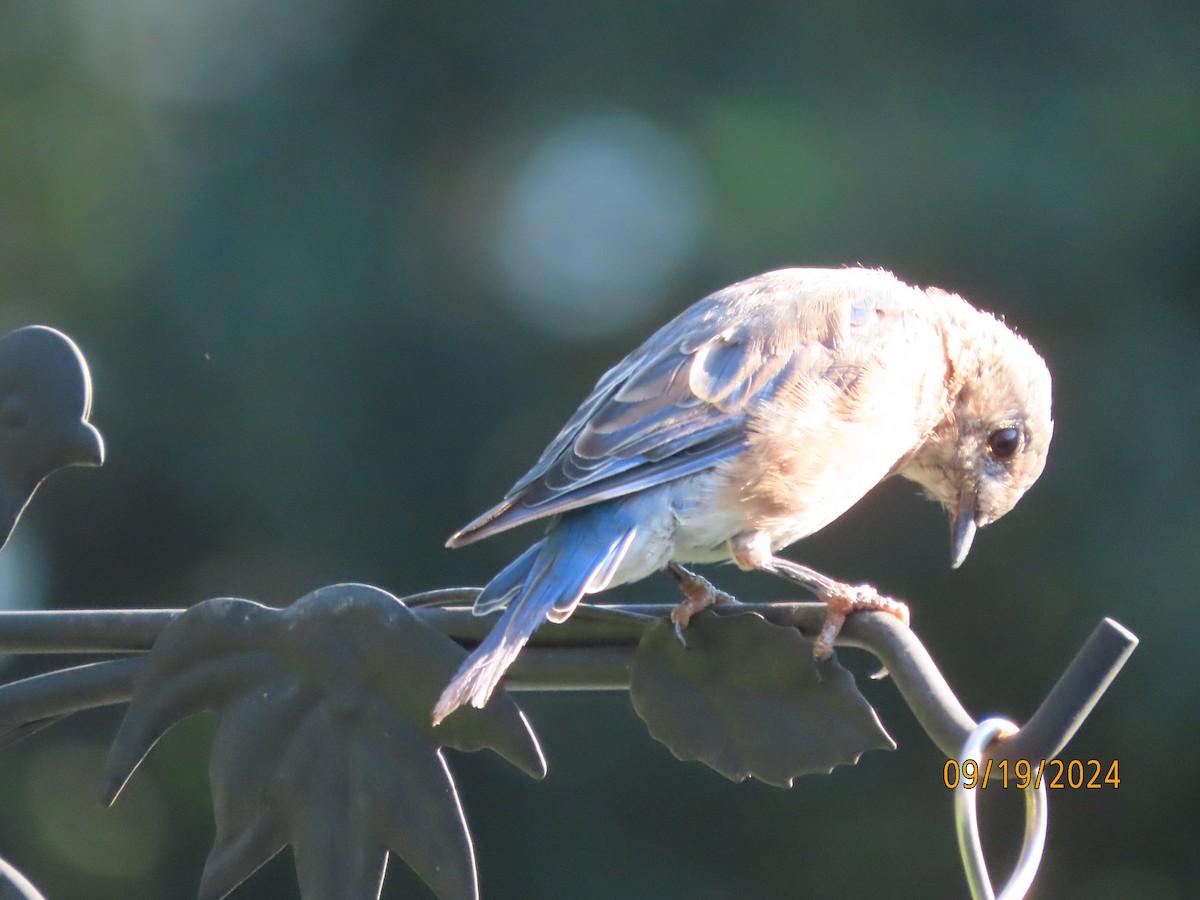 Eastern Bluebird - ML623911442