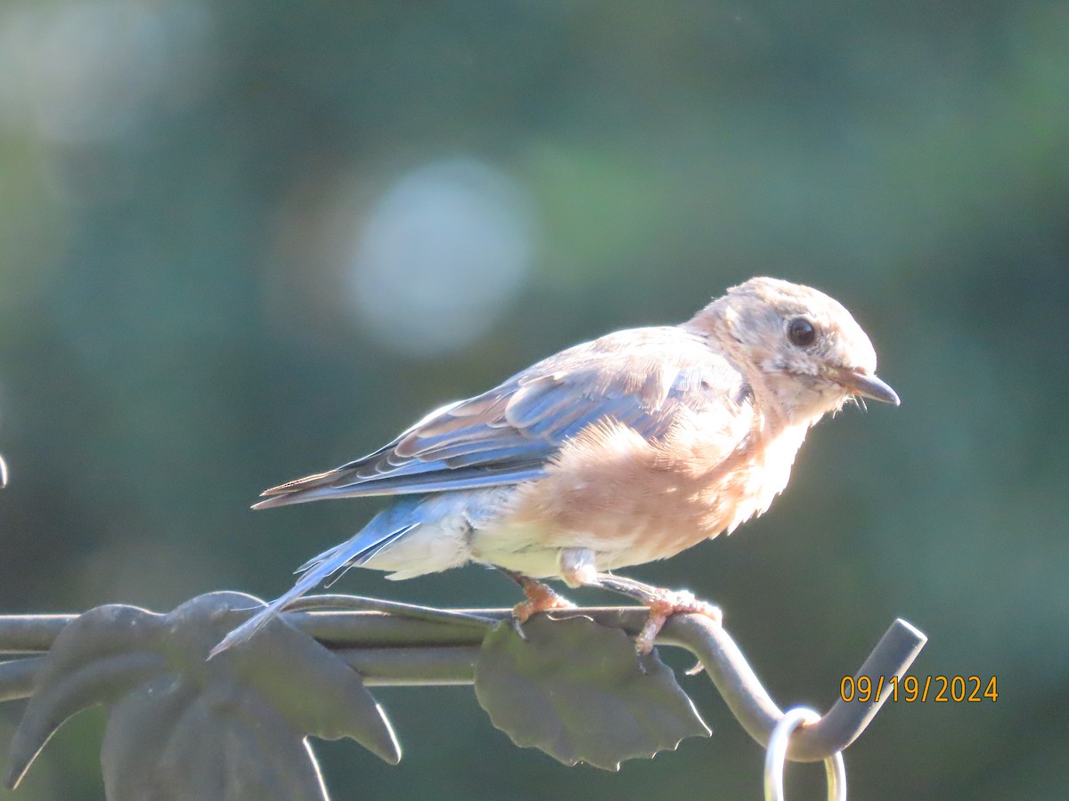 Eastern Bluebird - ML623911443