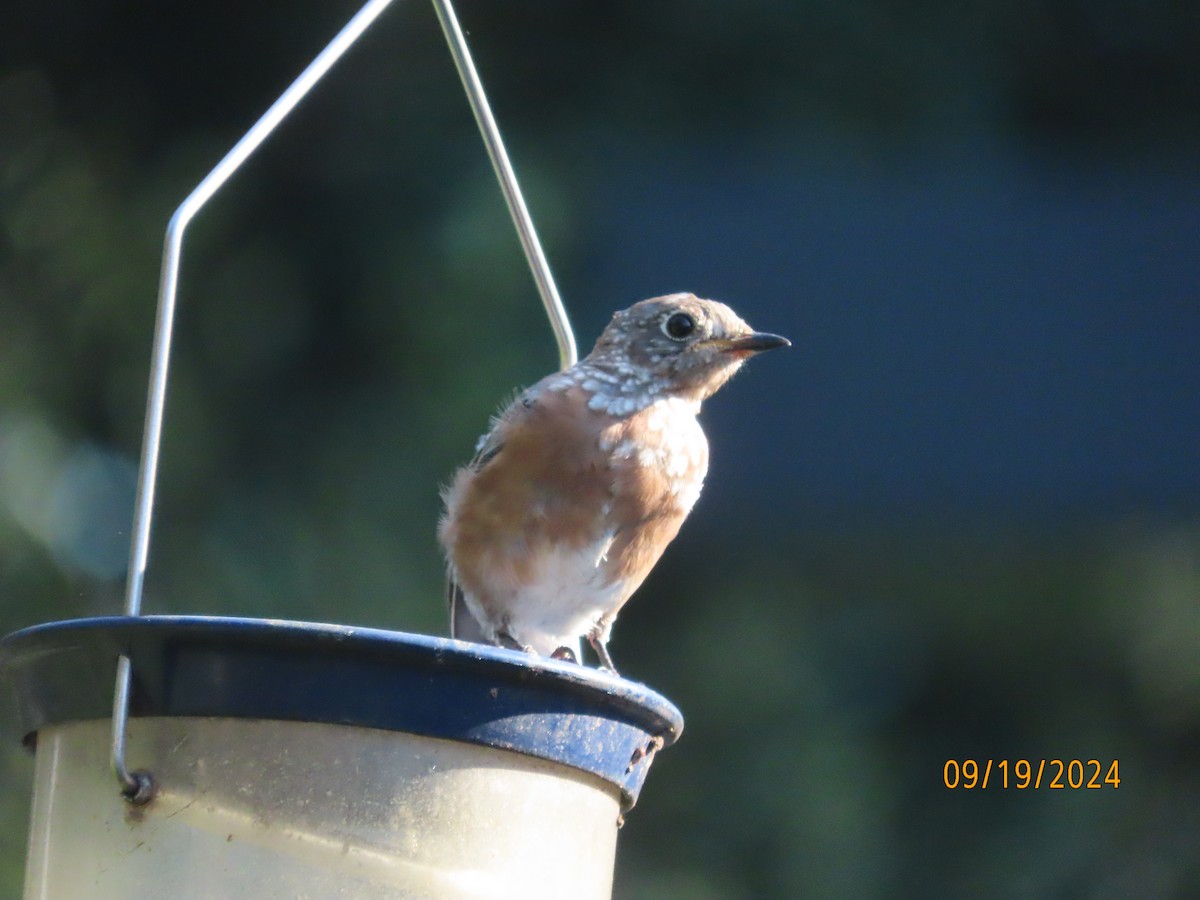 Eastern Bluebird - ML623911444