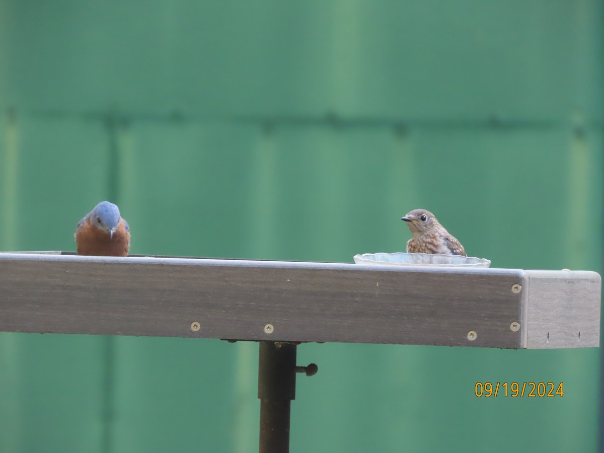 Eastern Bluebird - ML623911445