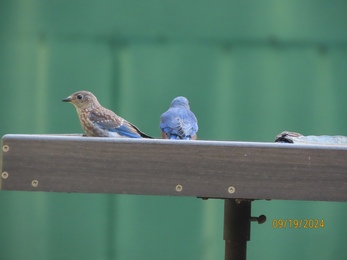 Eastern Bluebird - ML623911447