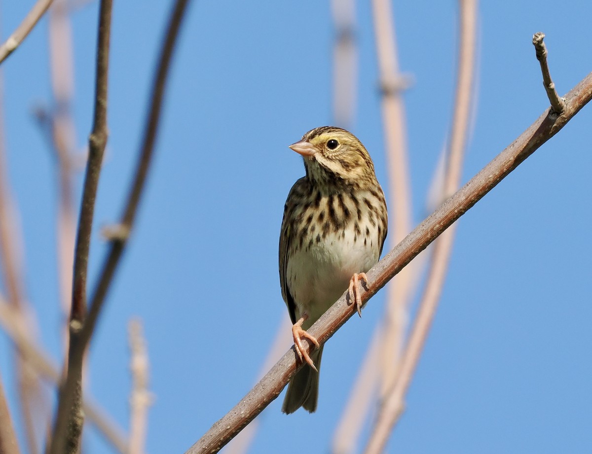 Savannah Sparrow - Bob & Anne-Marie Taylor