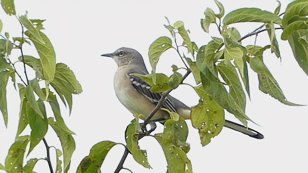 Northern Mockingbird - Robert Langston