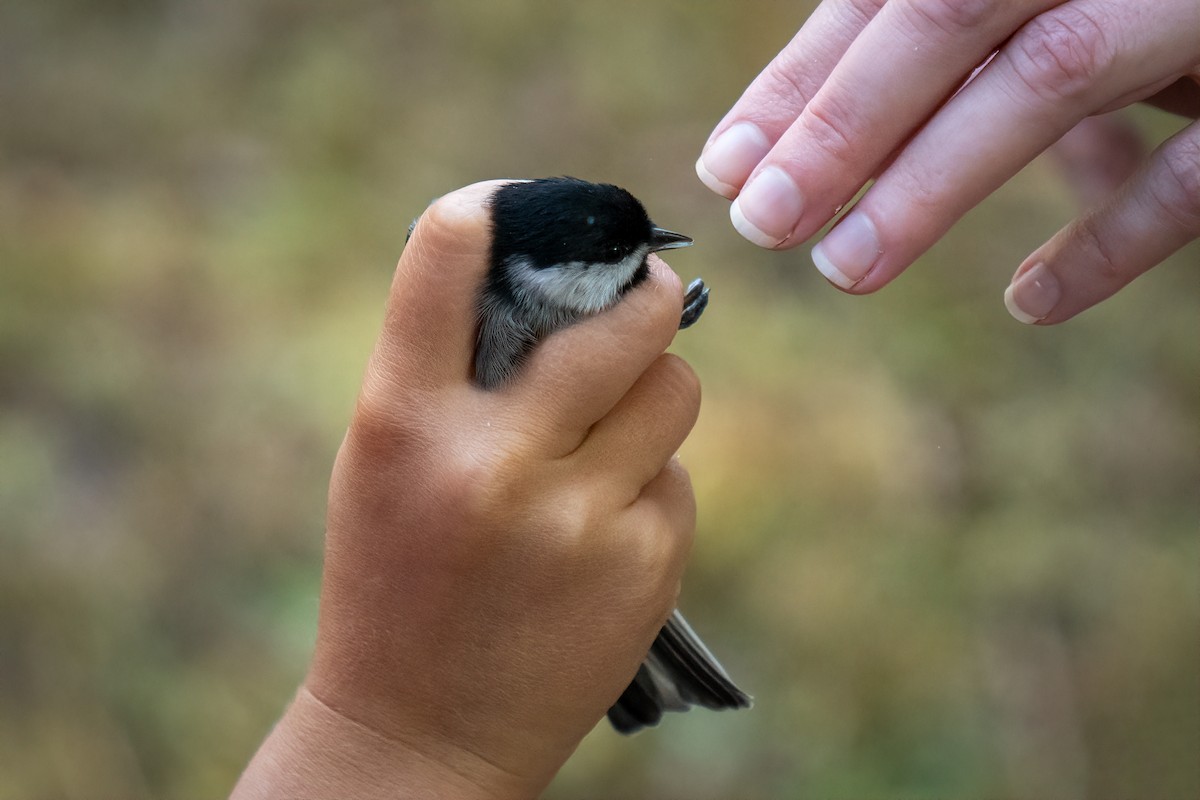 Carolina Chickadee - ML623911451