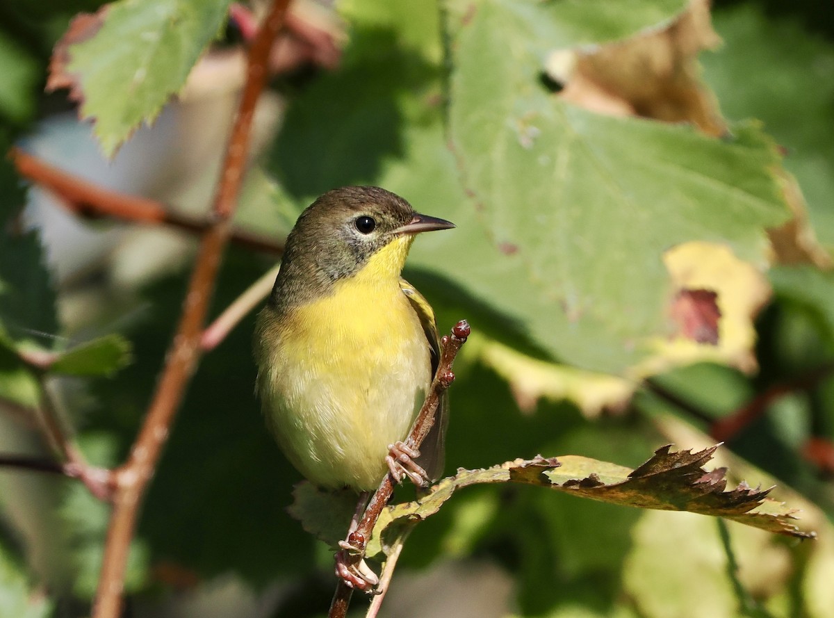 Common Yellowthroat - ML623911455