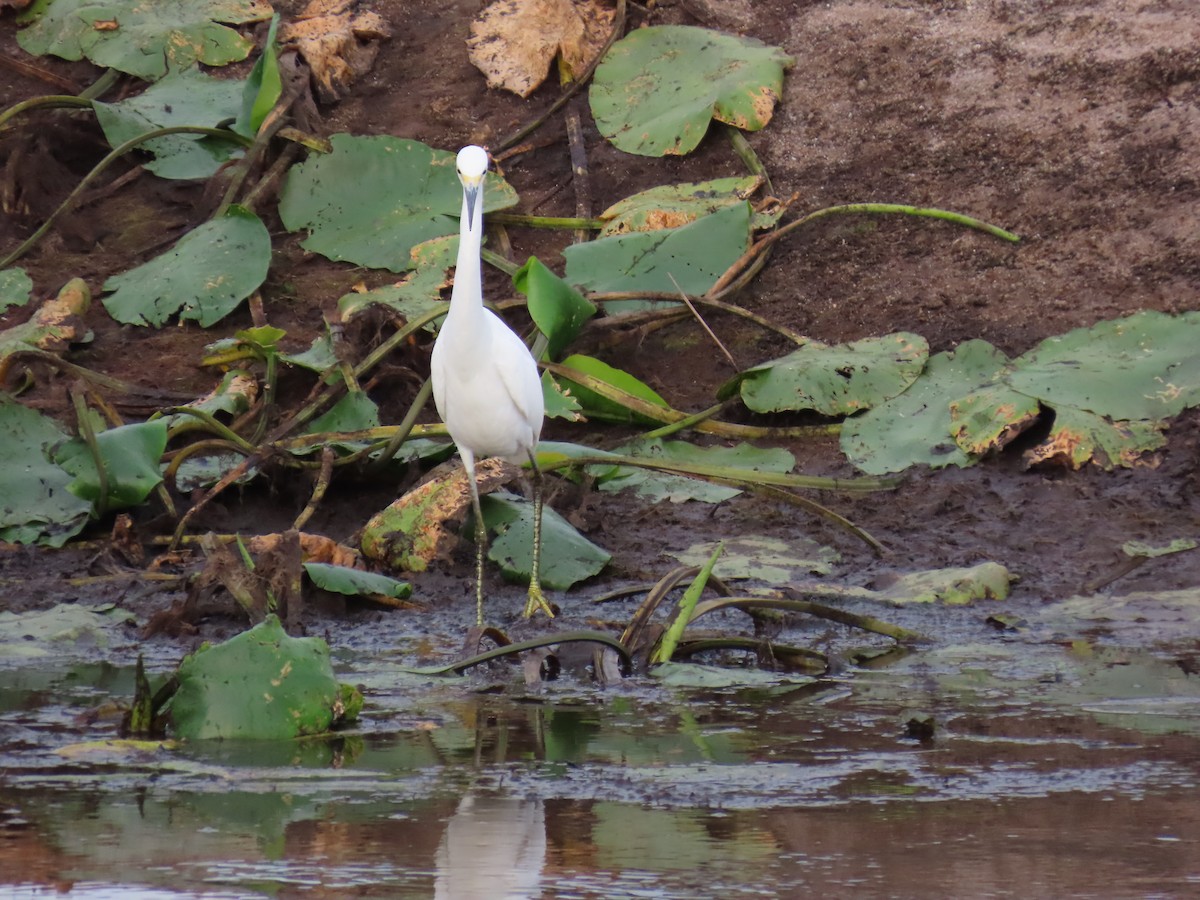 Snowy Egret - Larry Zirlin