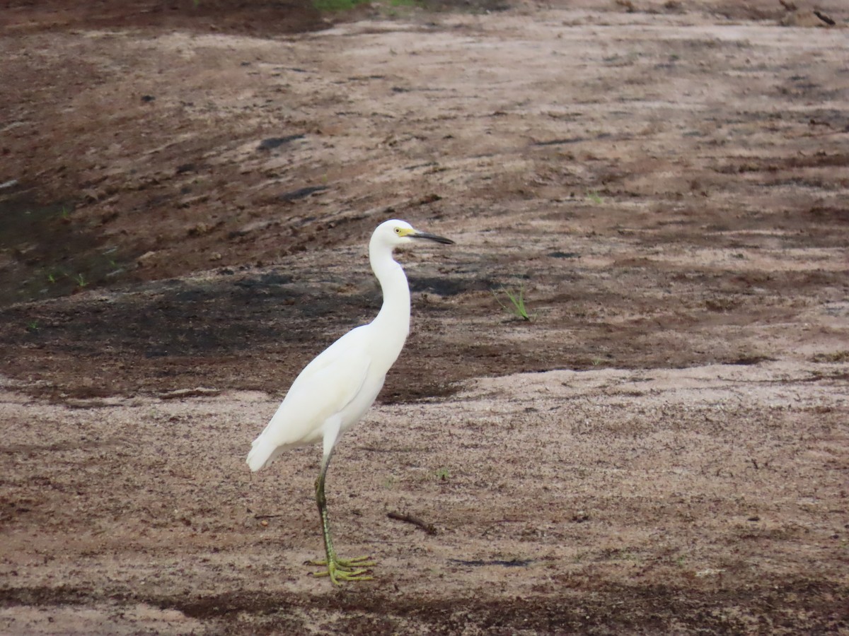 Snowy Egret - ML623911458