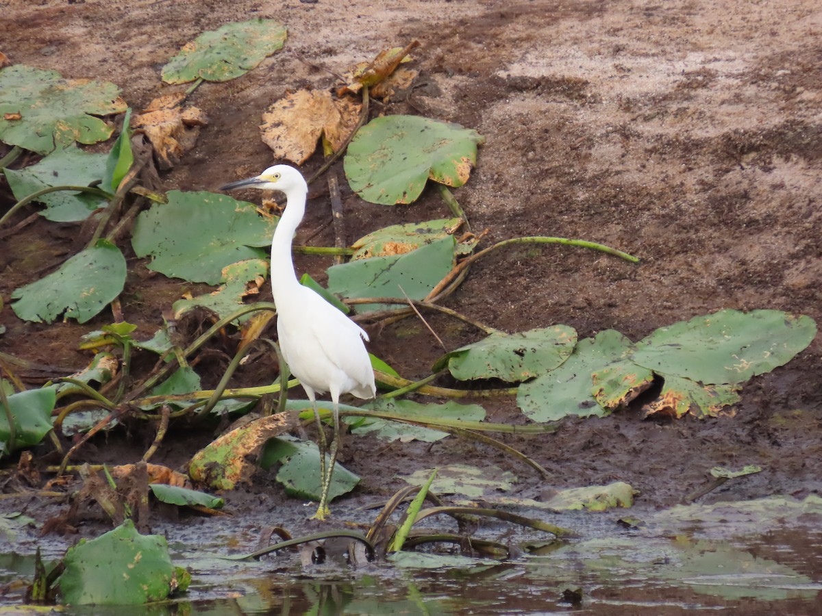 Snowy Egret - ML623911459