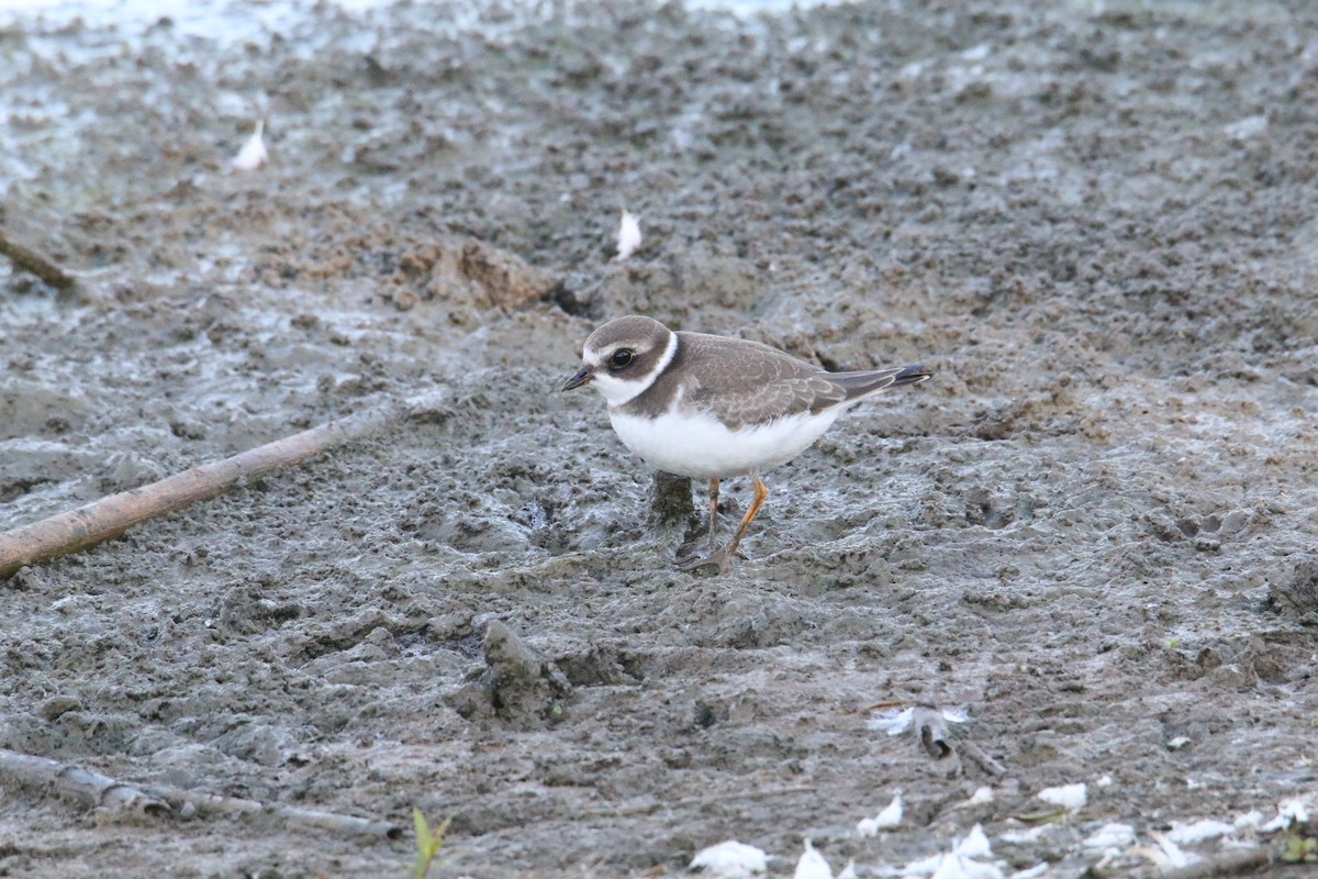 Semipalmated Plover - ML623911460