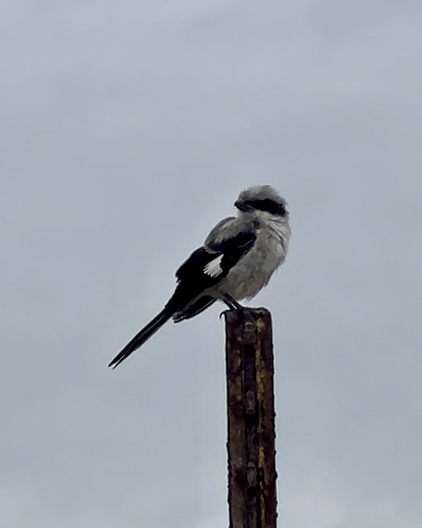 Loggerhead Shrike - ML623911462