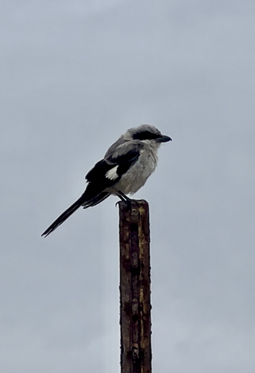 Loggerhead Shrike - ML623911463