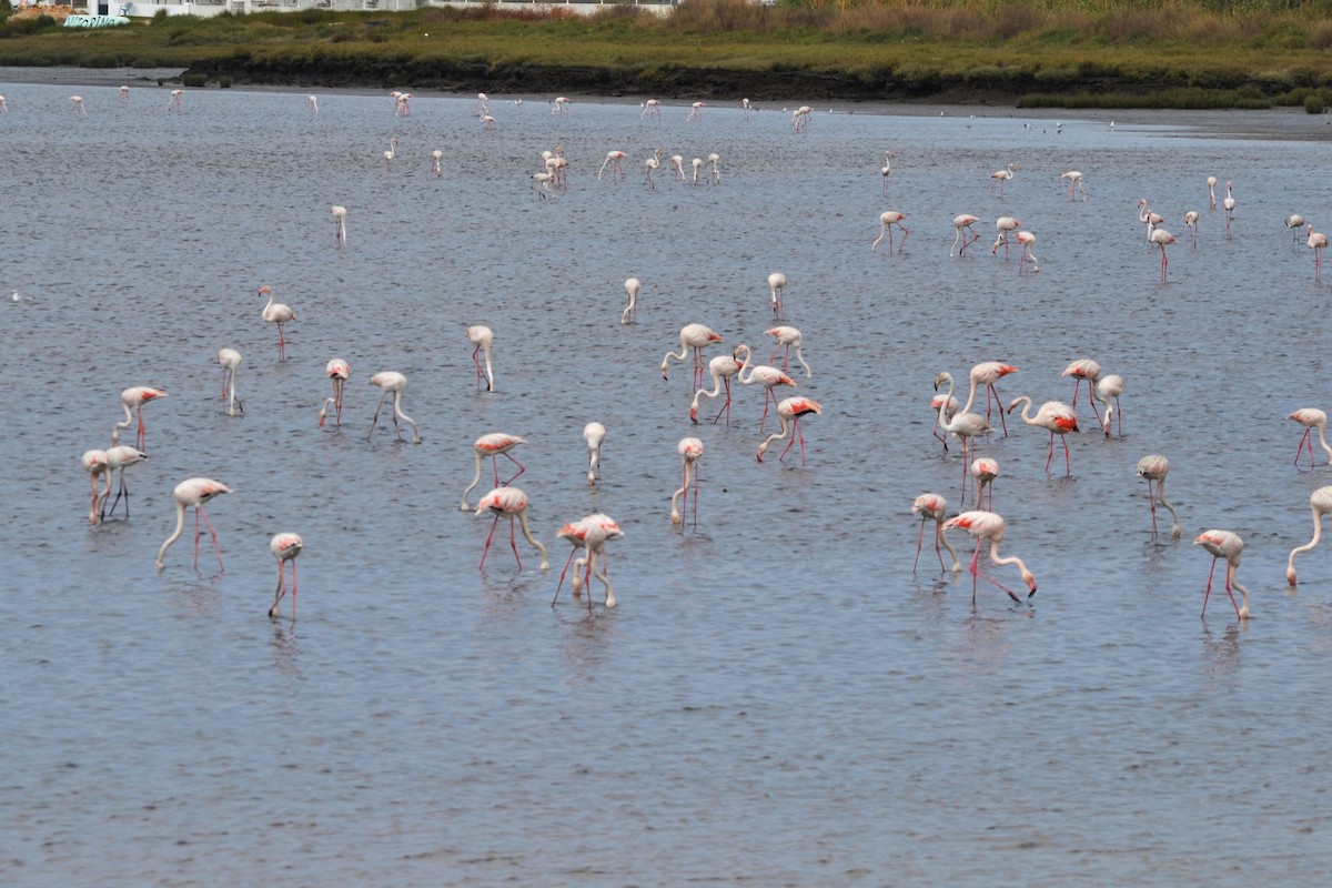 Greater Flamingo - ML623911484