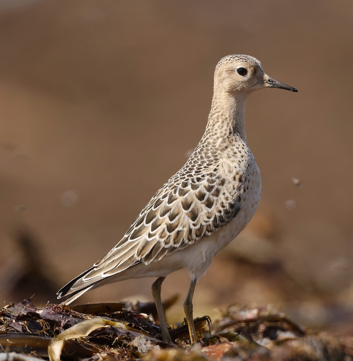 Buff-breasted Sandpiper - ML623911487