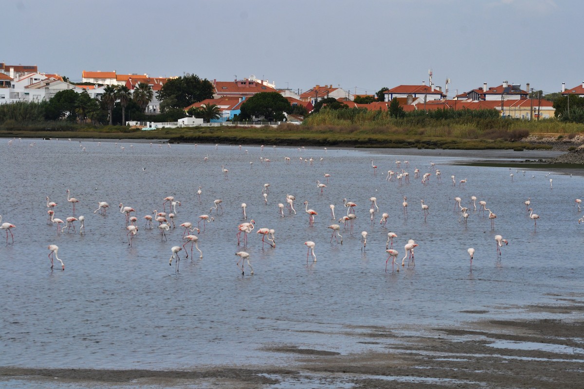 Greater Flamingo - ML623911489