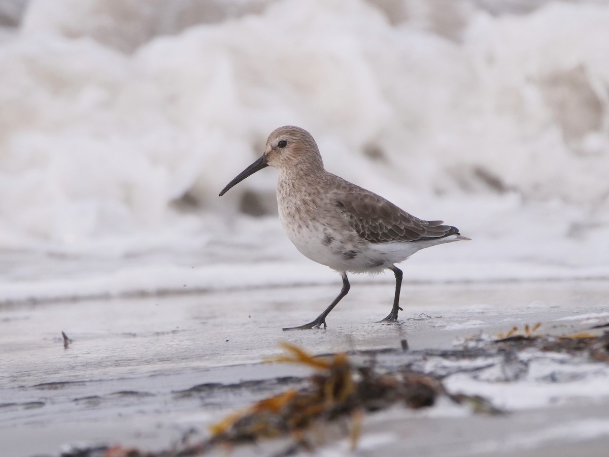 Dunlin - ML623911497