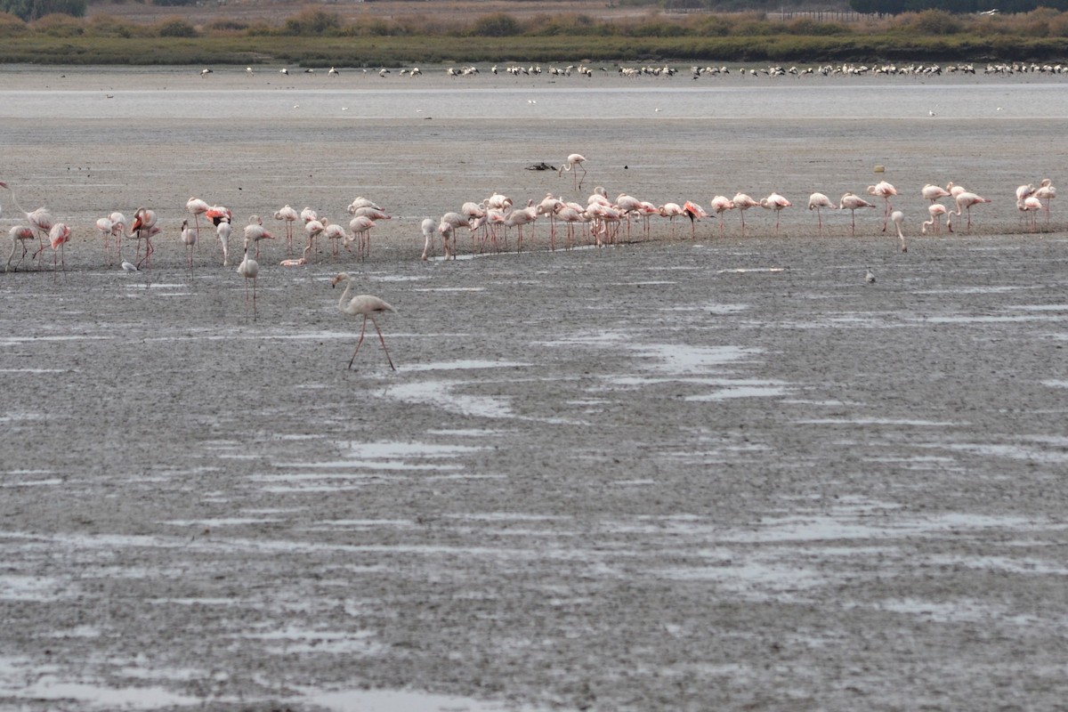 Greater Flamingo - ML623911500