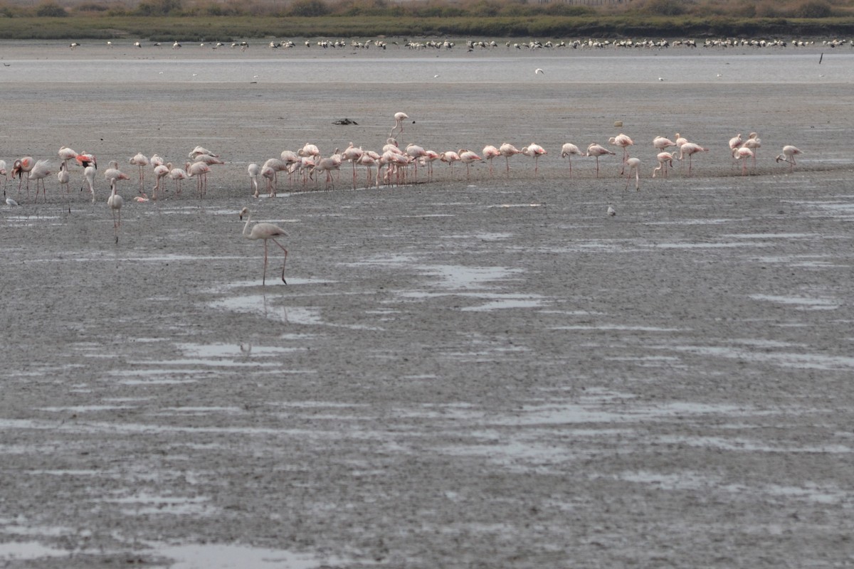 Greater Flamingo - Paulo  Roncon