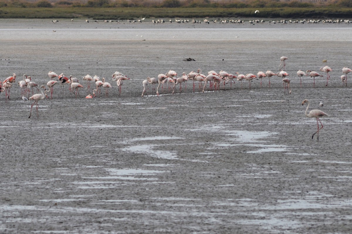 Greater Flamingo - ML623911513