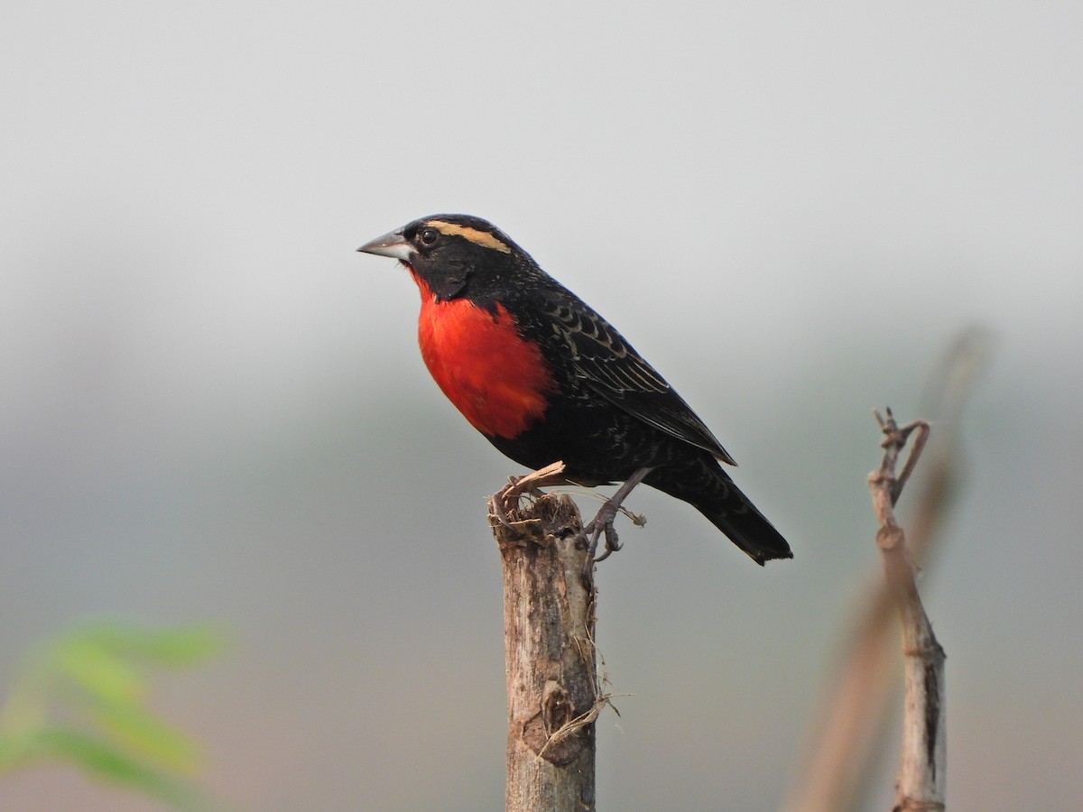 White-browed Meadowlark - ML623911516