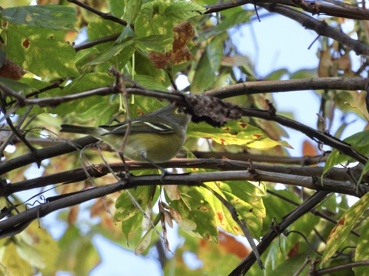 White-eyed Vireo - Jackie Delk