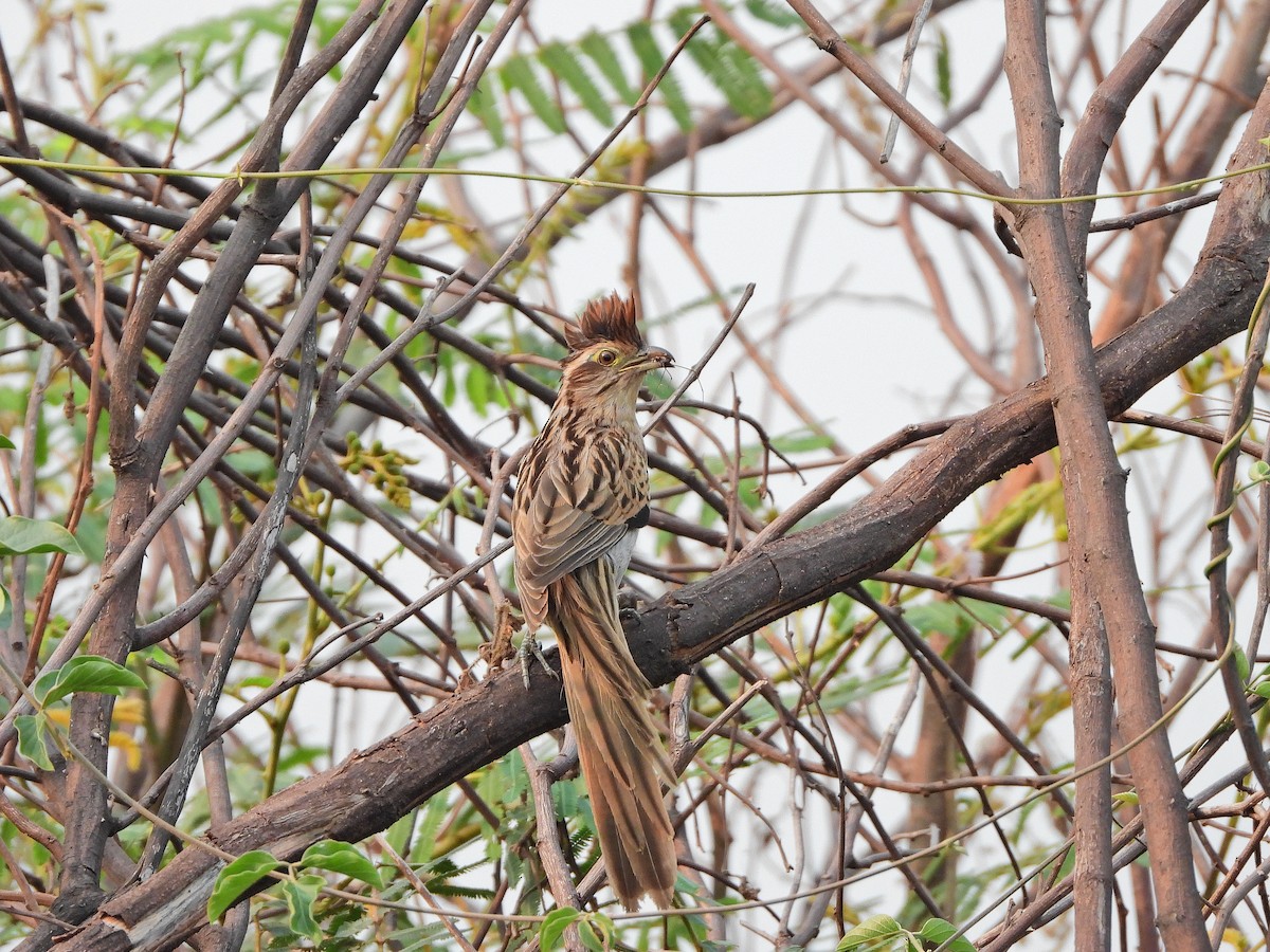 Striped Cuckoo - ML623911528