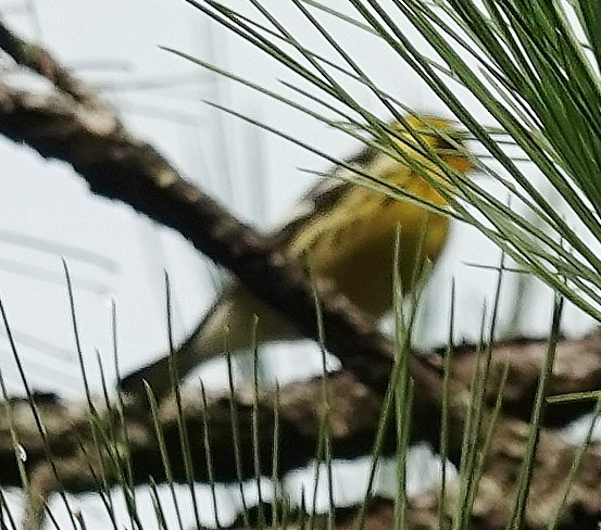 Blackburnian Warbler - ML623911529