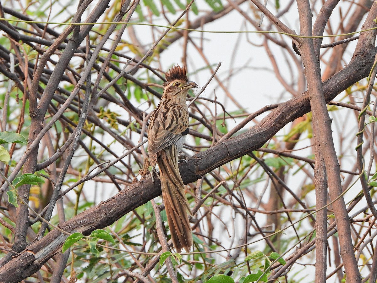 Striped Cuckoo - ML623911549