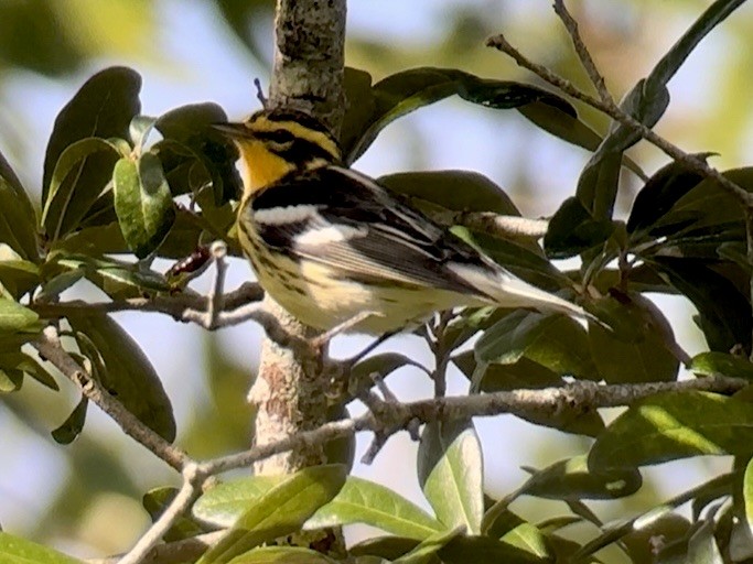 Blackburnian Warbler - Jeff Bouton