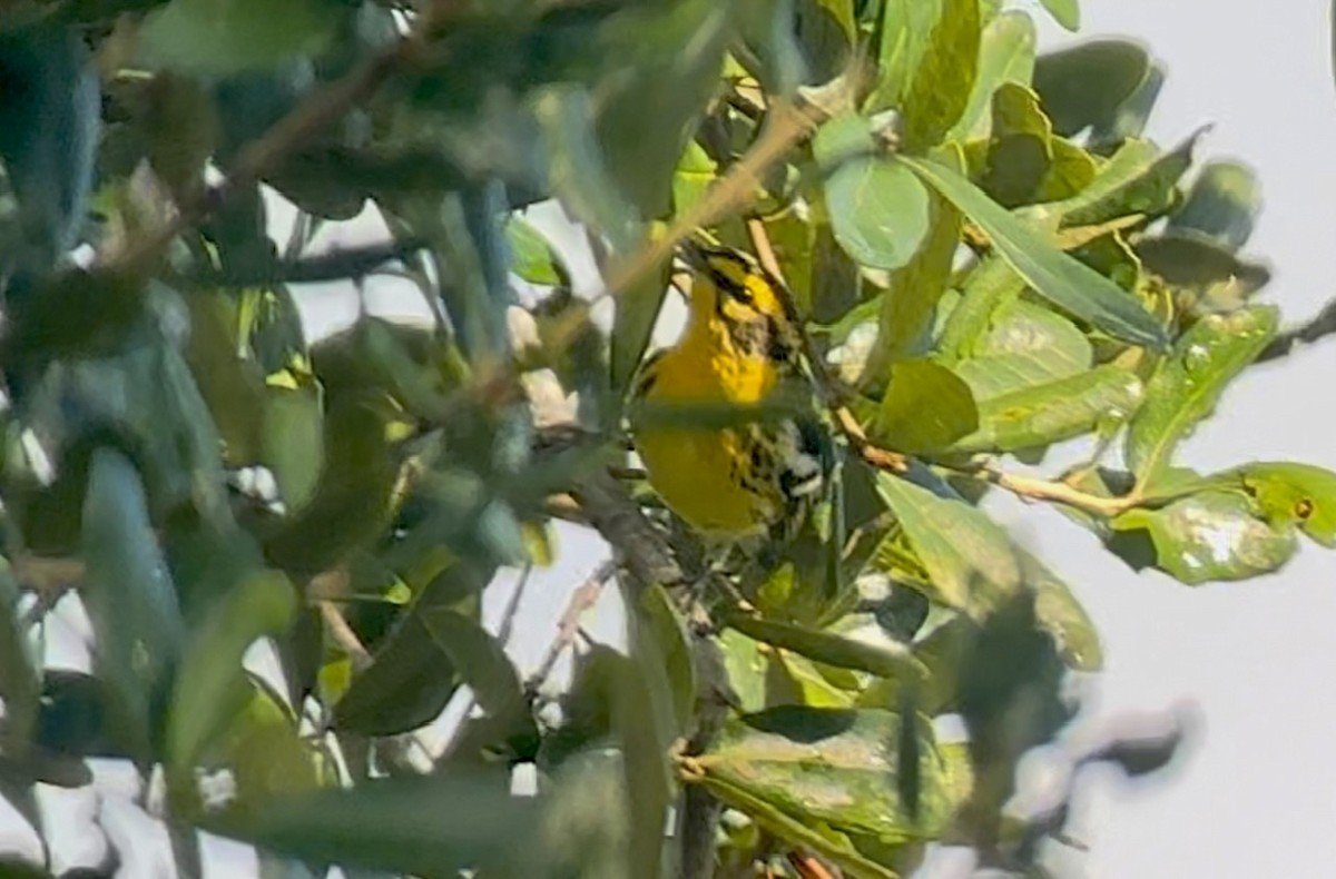 סבכון כתום-גרון - ML623911570