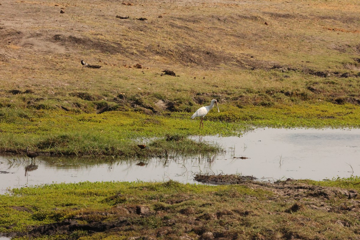 African Spoonbill - ML623911571