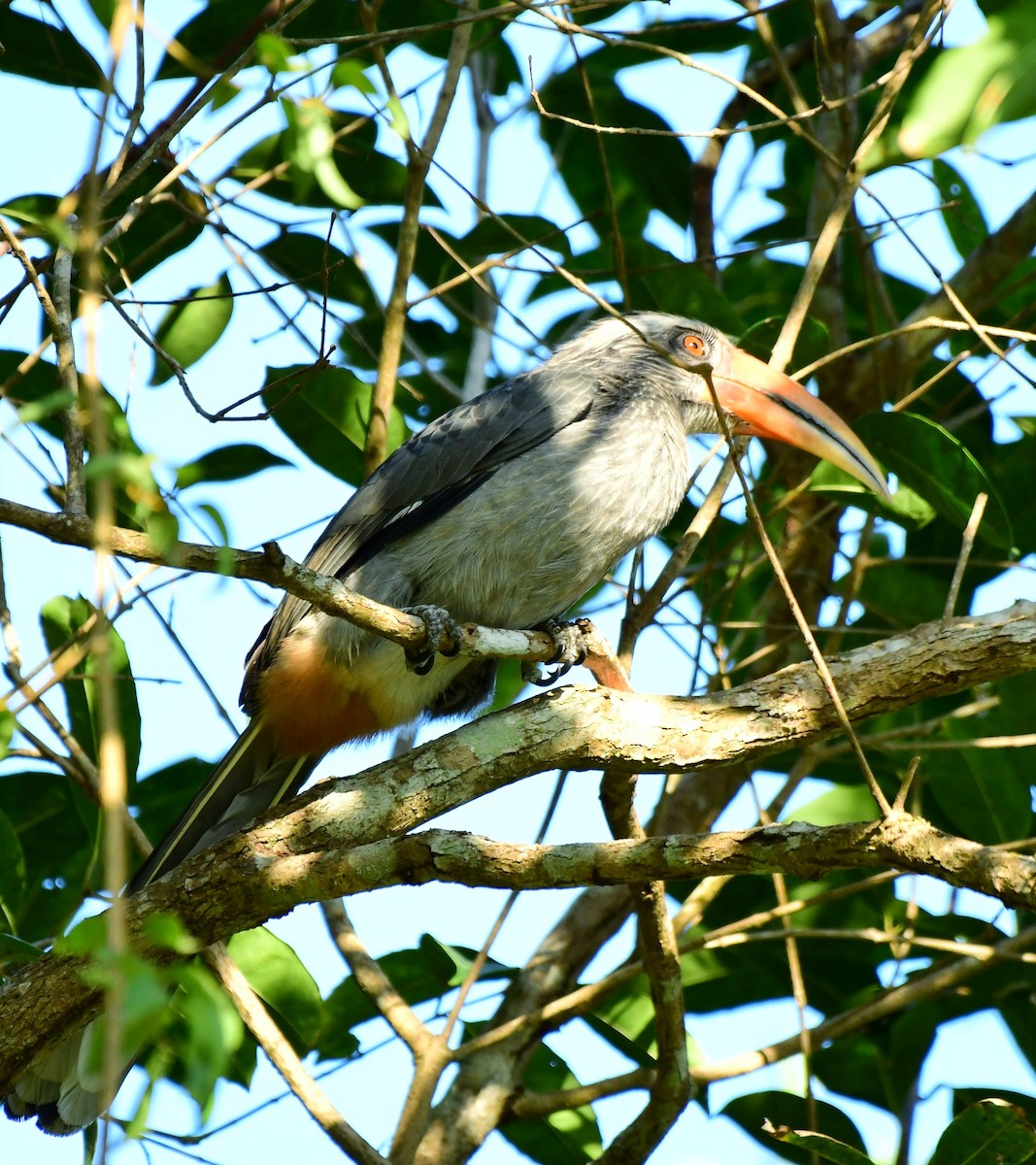 Malabar Gray Hornbill - ML623911574