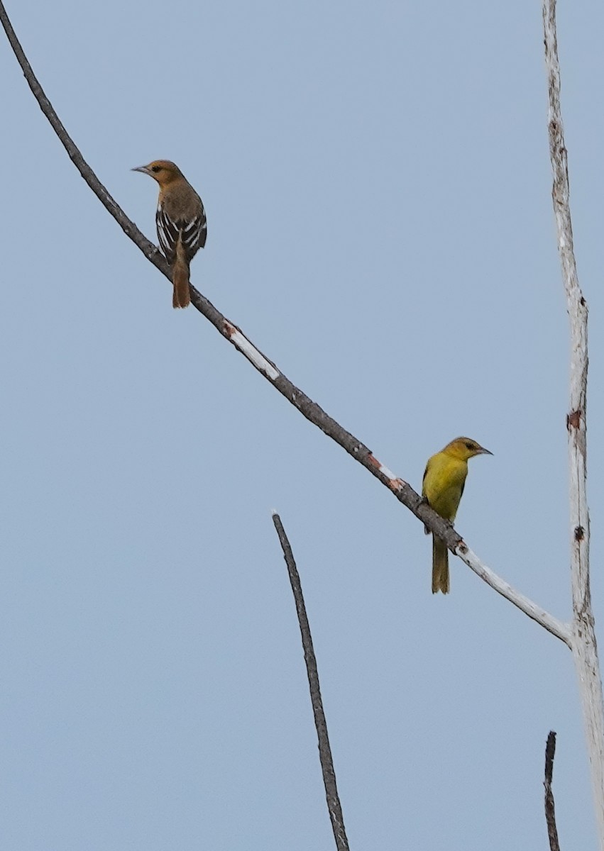 Orchard Oriole - ML623911595